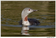 Red-Throated-Diver-3